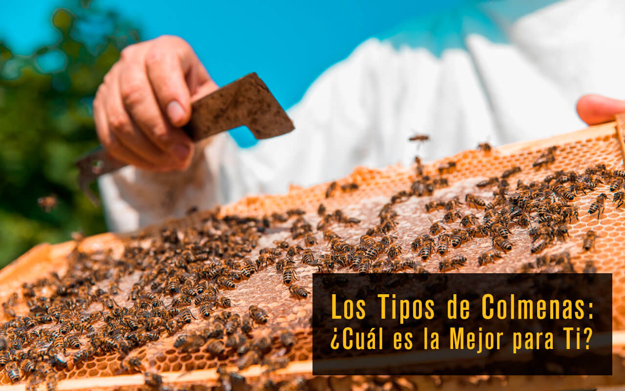 Los Tipos de Colmenas: ¿Cuál es la Mejor para Ti?