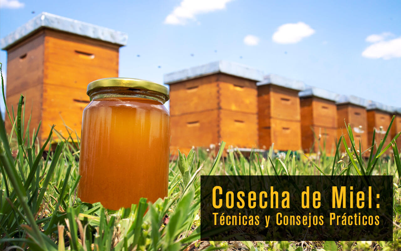 Cosecha de Miel: Técnicas y Consejos Prácticos