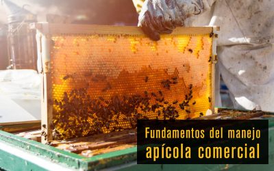 Fundamentos del Manejo Comercial de la Apicultura