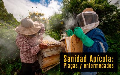 Sanidad Apícola: Cómo Prevenir Enfermedades en las Colmenas